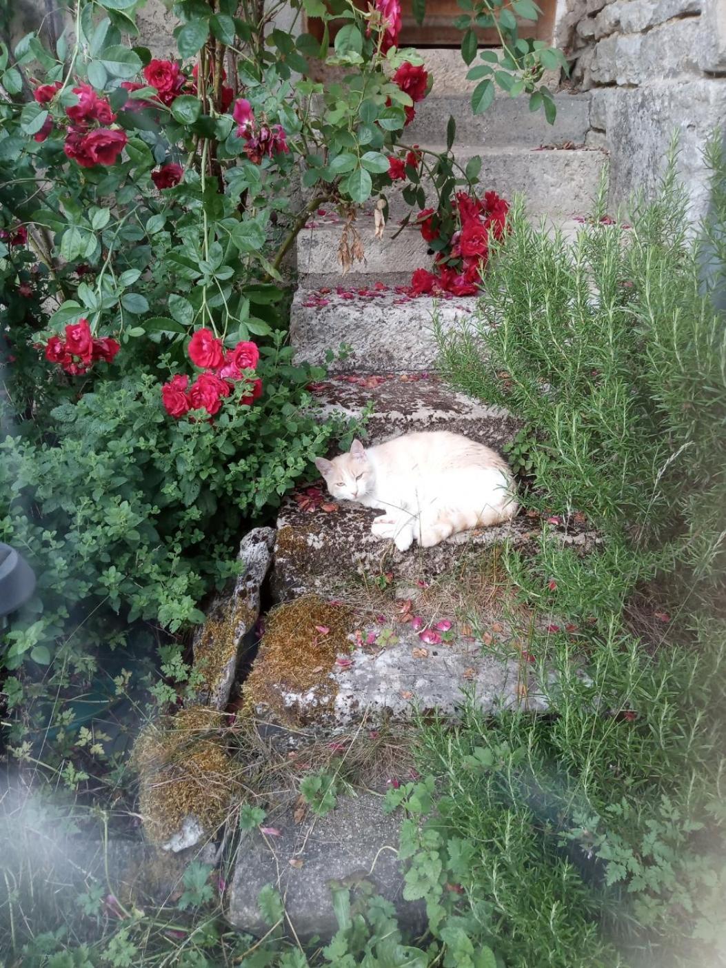 Gite Meuble 6 Personnes 2 Etoiles Haute Cote D'Or Proche Des Merveilles Touristiques Saint-Marc-sur-Seine エクステリア 写真